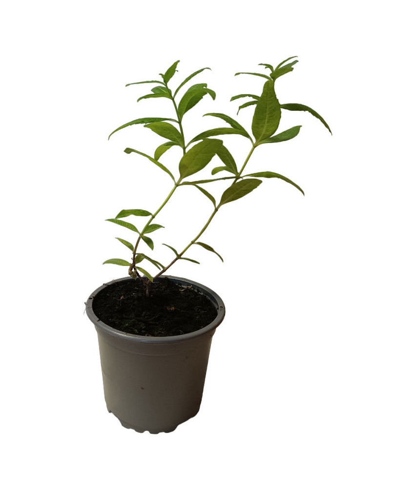Hierbaluisa aroma a menta