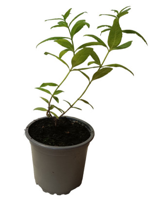 Hierbaluisa aroma a menta
