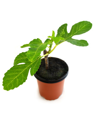 Higuera cuello de dama negra