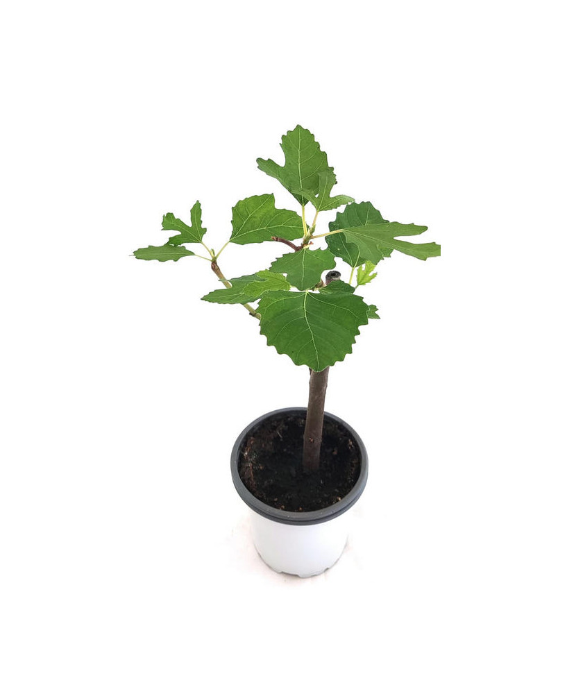 Higuera negra fruto dulce mini