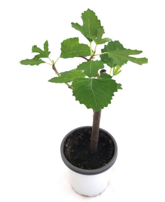 Higuera negra fruto dulce mini