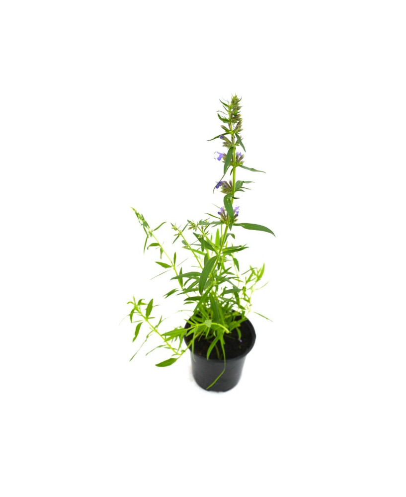 Hisopo flor azul