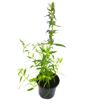 Hisopo flor azul