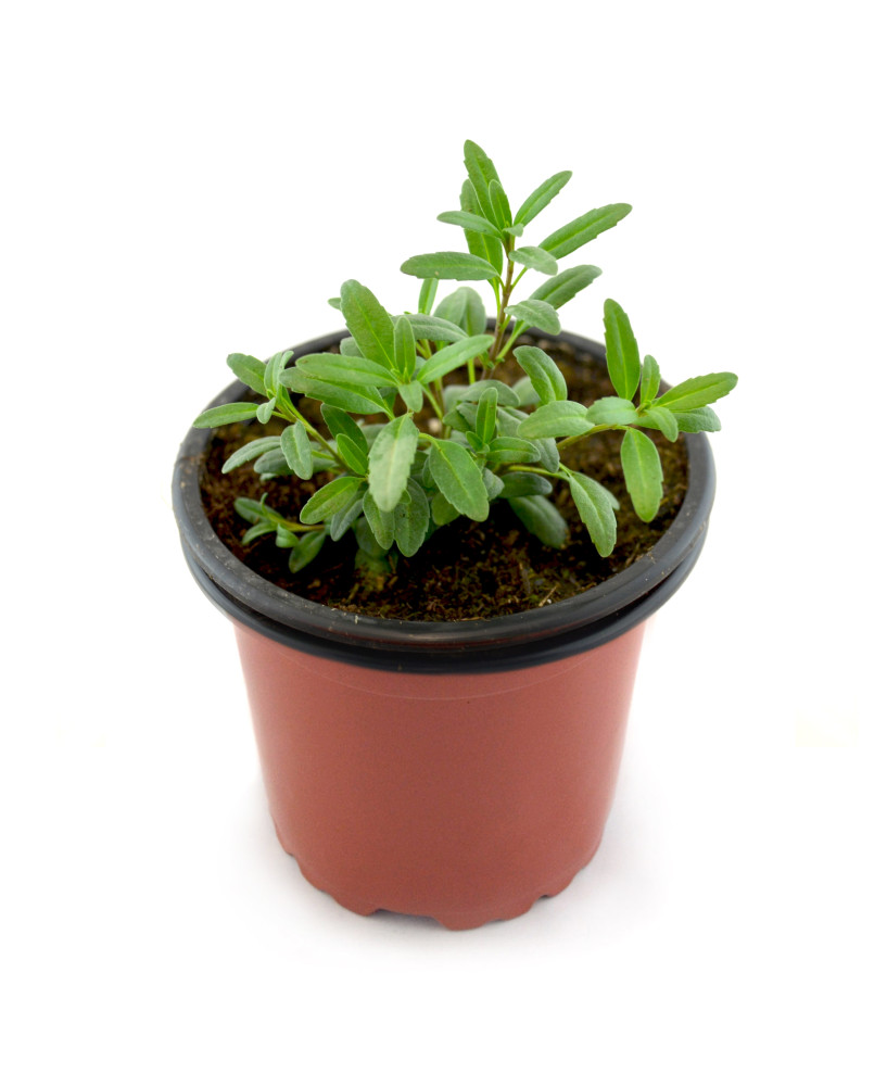 Hisopo flor rosa