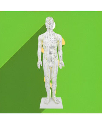 Modelo de cuerpo humano 50 cm
