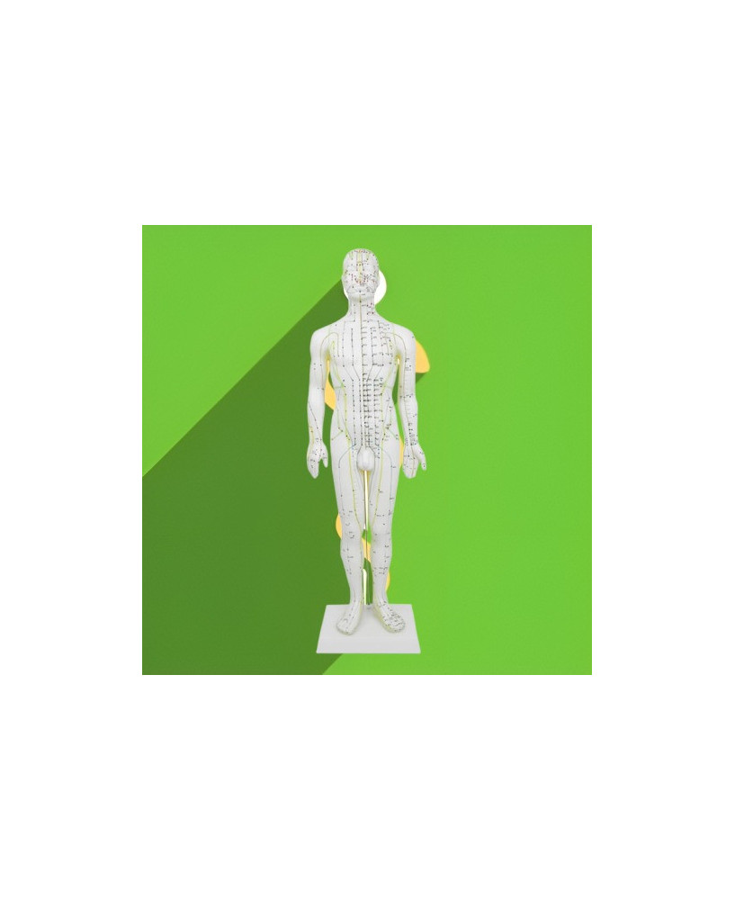 Modelo de cuerpo humano 50 cm