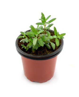 Hisopo flor rosa