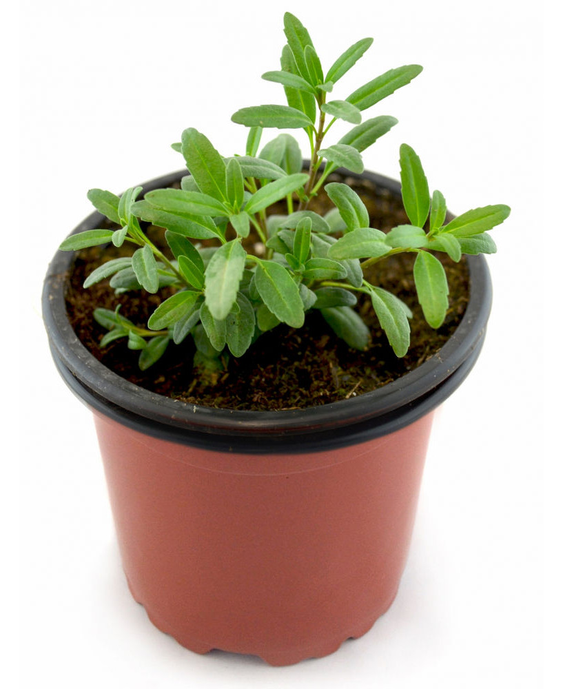 Hisopo flor blanca