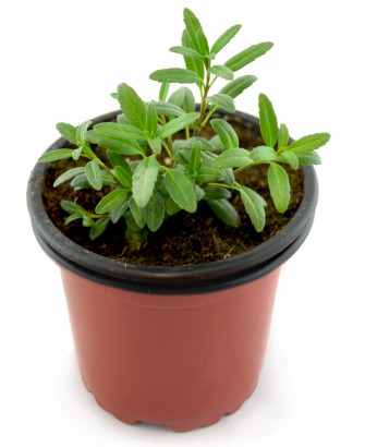 Hisopo flor blanca