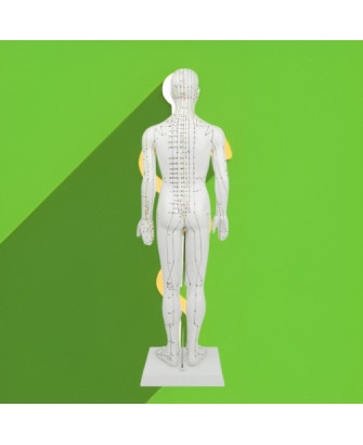Modelo de cuerpo humano 50 cm