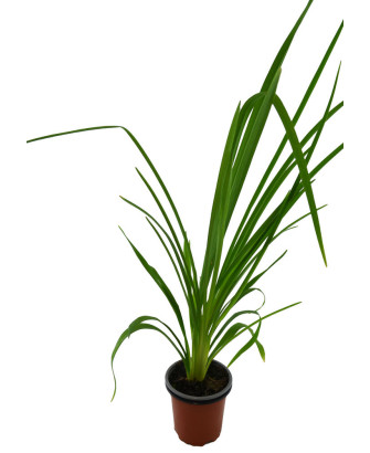 Hemerocallis