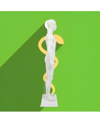 Modelo de cuerpo humano 50 cm