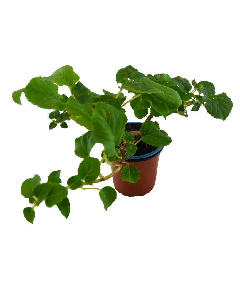 Hortensia trepadora