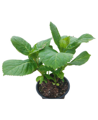 Hortensia azul "Adria"