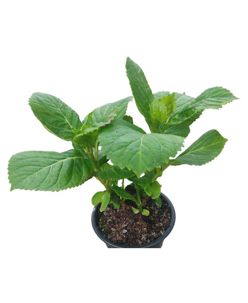 Hortensia azul "Adria"
