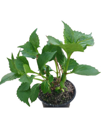 Hortensia roja "Leuchtfeuer"