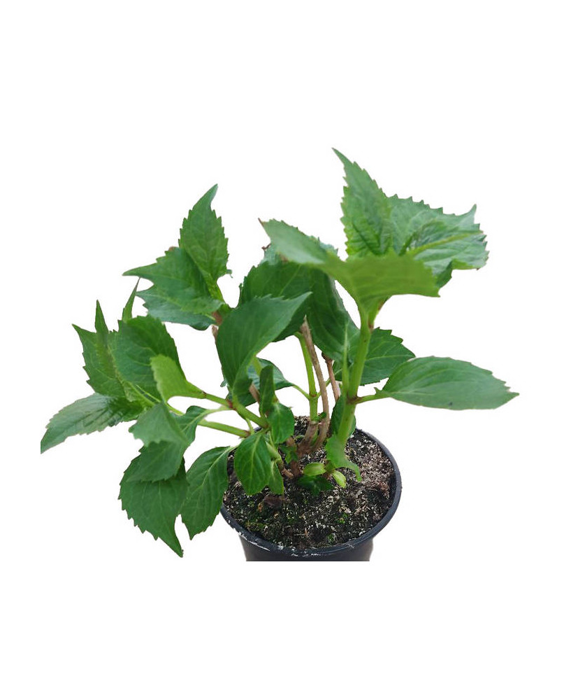 Hortensia roja "Leuchtfeuer"