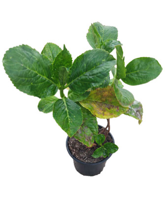 Hortensia rosa "Ayesha" o Leuchtfeuer