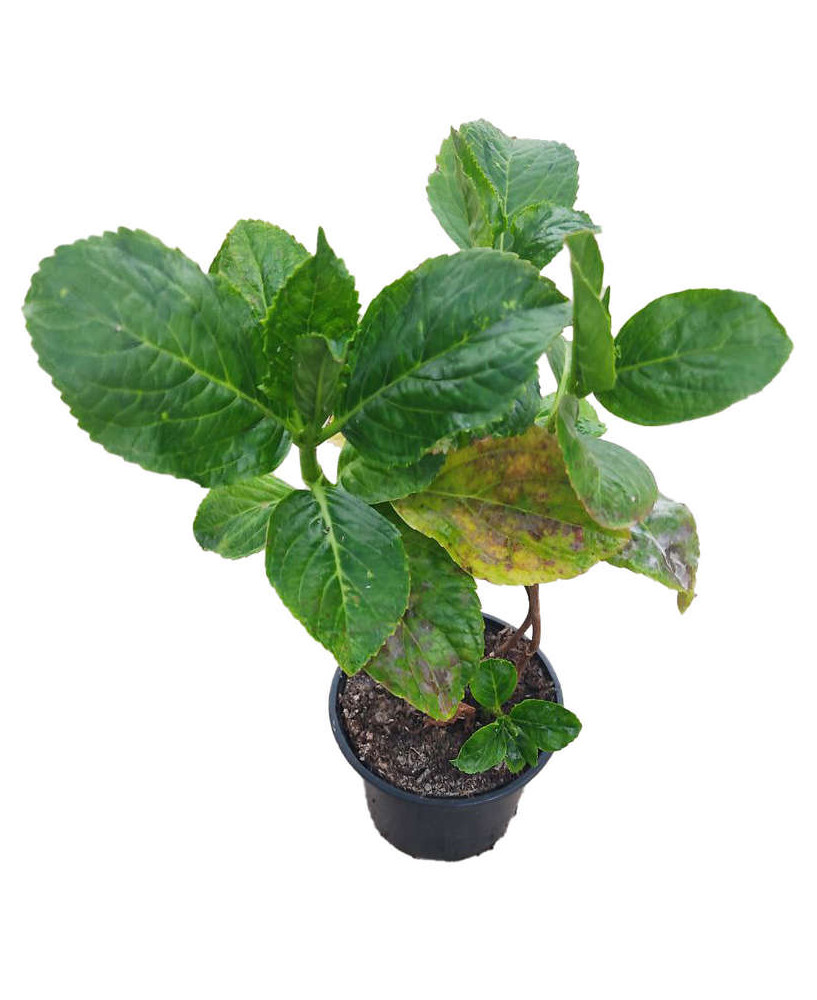 Hortensia rosa "Ayesha" o Leuchtfeuer