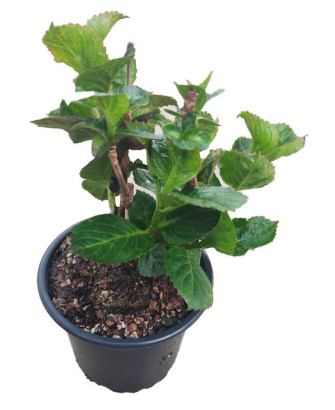 Hortensia púrpura " Merveille sanguine"