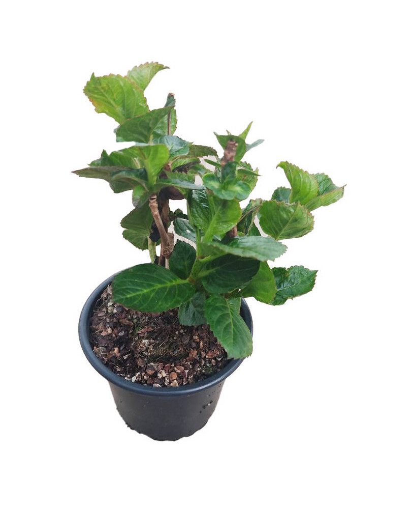 Hortensia púrpura " Merveille sanguine"