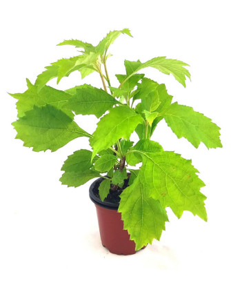 Hortensia hoja roble