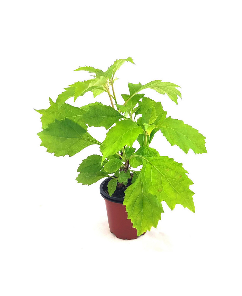 Hortensia hoja roble