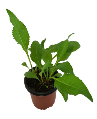 Inula "Helenio"