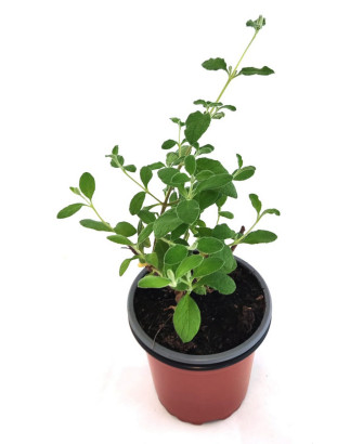Jara hoja salvia