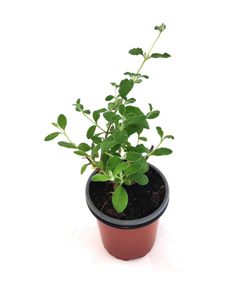 Jara hoja salvia