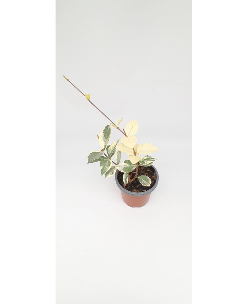 Jazmín estrellado flor banca variegata