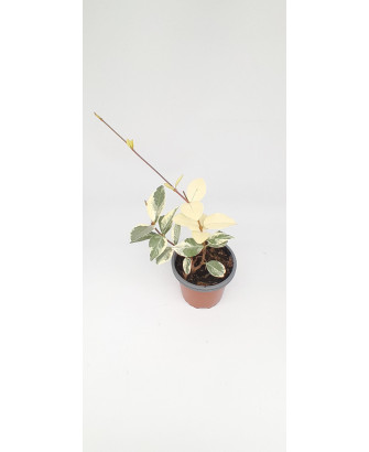 Jazmín estrellado flor banca variegata