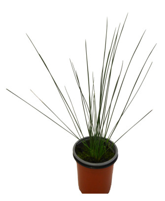 Junco pencil grass