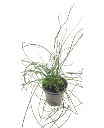 Junco espiral "spiralis"