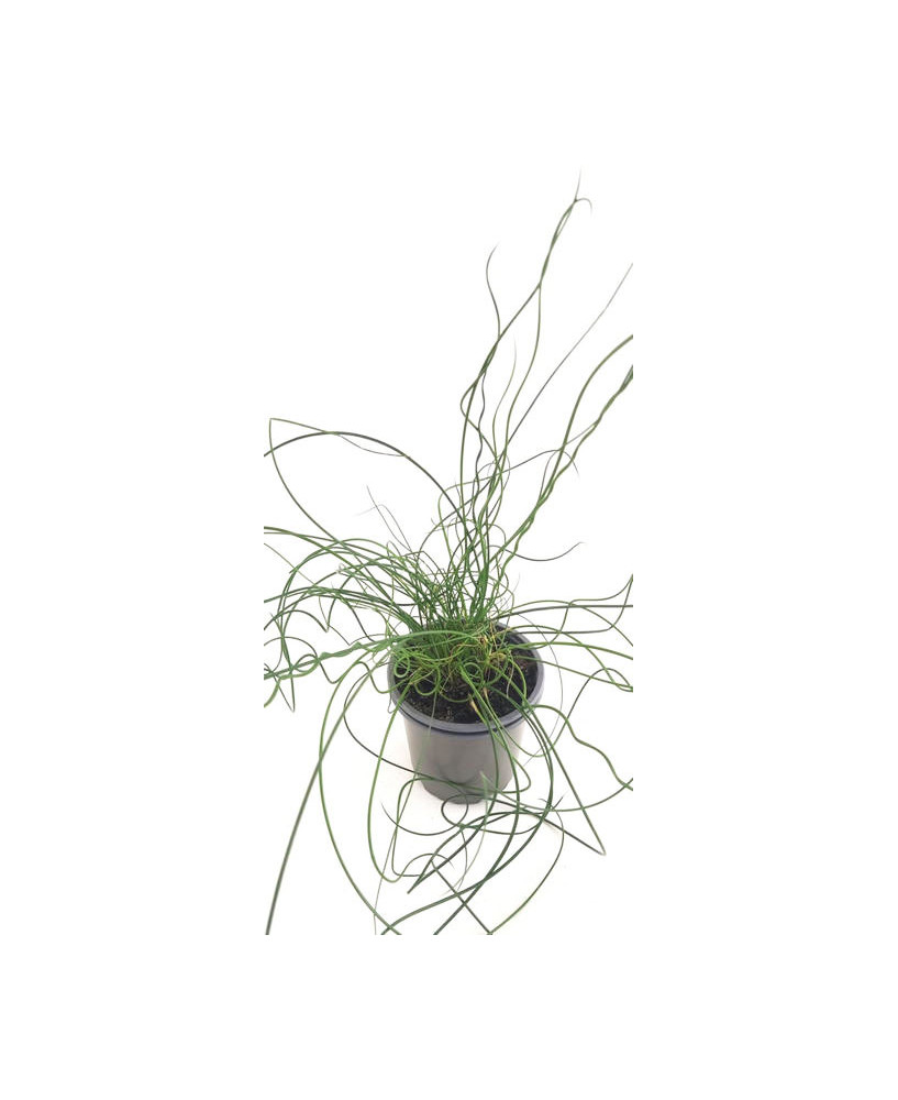 Junco espiral "spiralis"