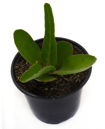 Kalanchoe Gastonis