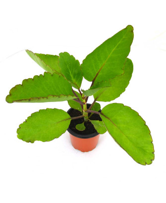 Kalanchoe Pinnata