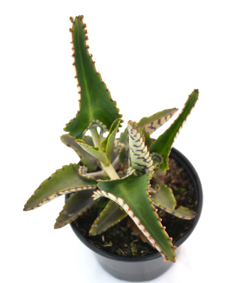 Kalanchoe Daigremontiana