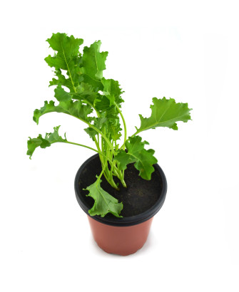 Kale hoja verde rizada