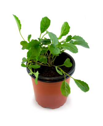 Kale negro