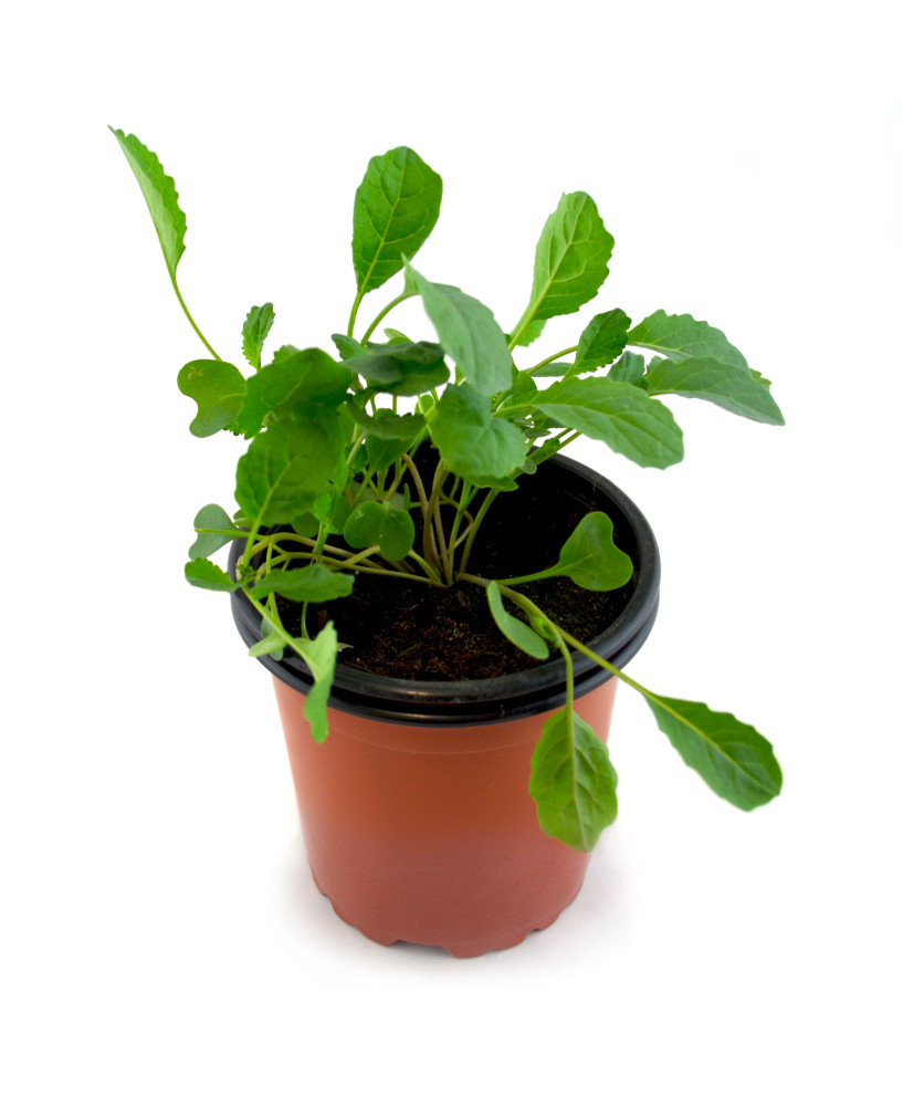 Kale negro