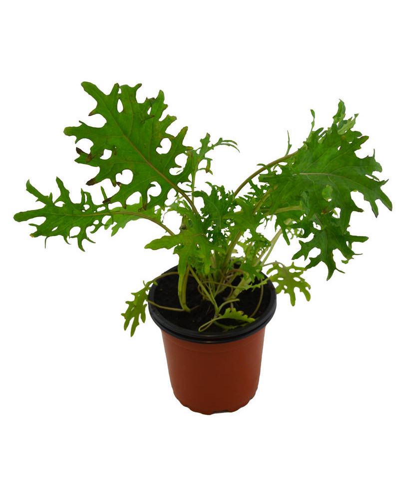 Kale rojo