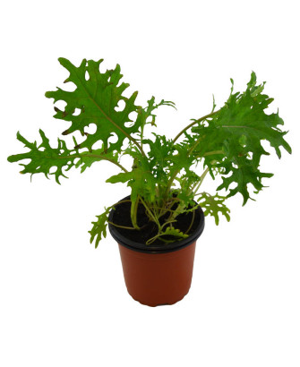 Kale rojo