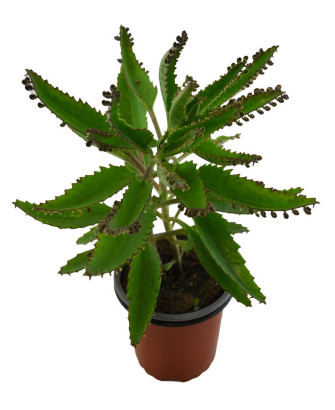 Kalanchoe Daigrem. Delagoensis