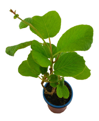 Kiwi autofértil "solisimo"