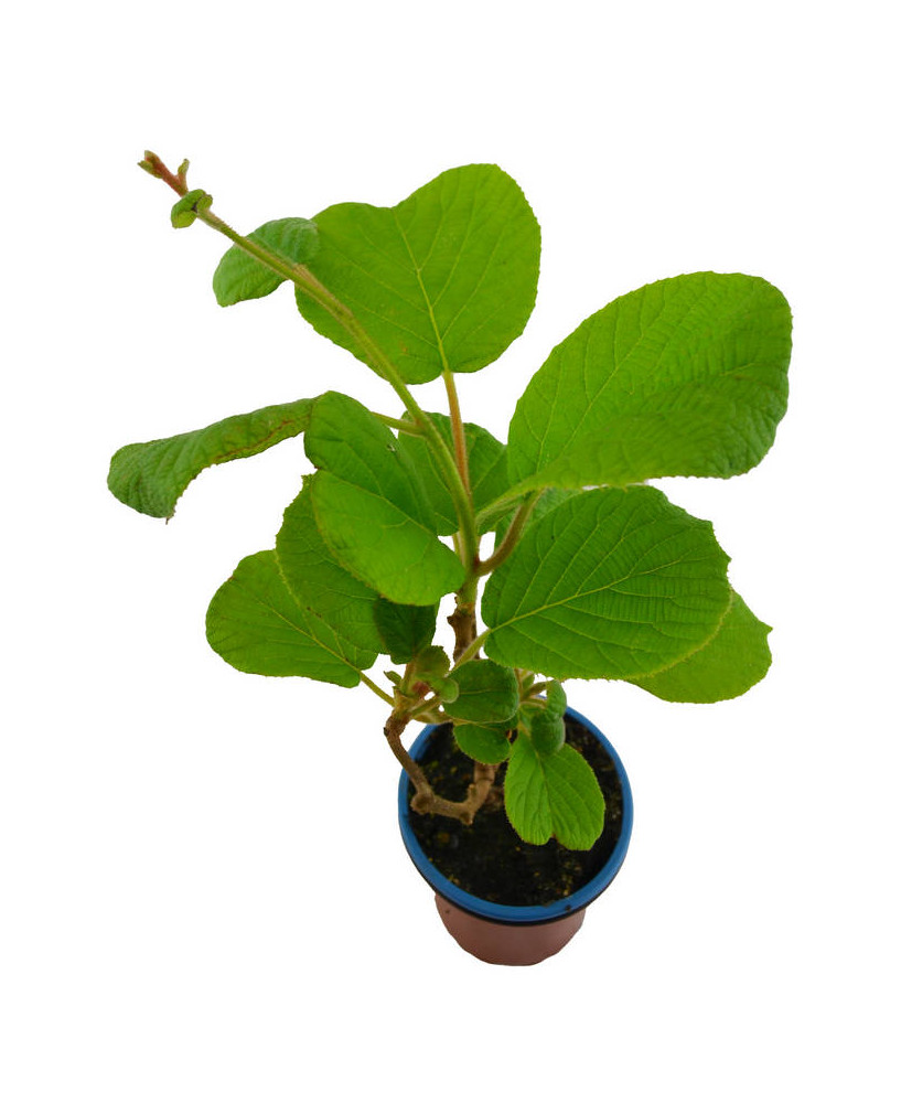 Kiwi autofértil "solisimo"