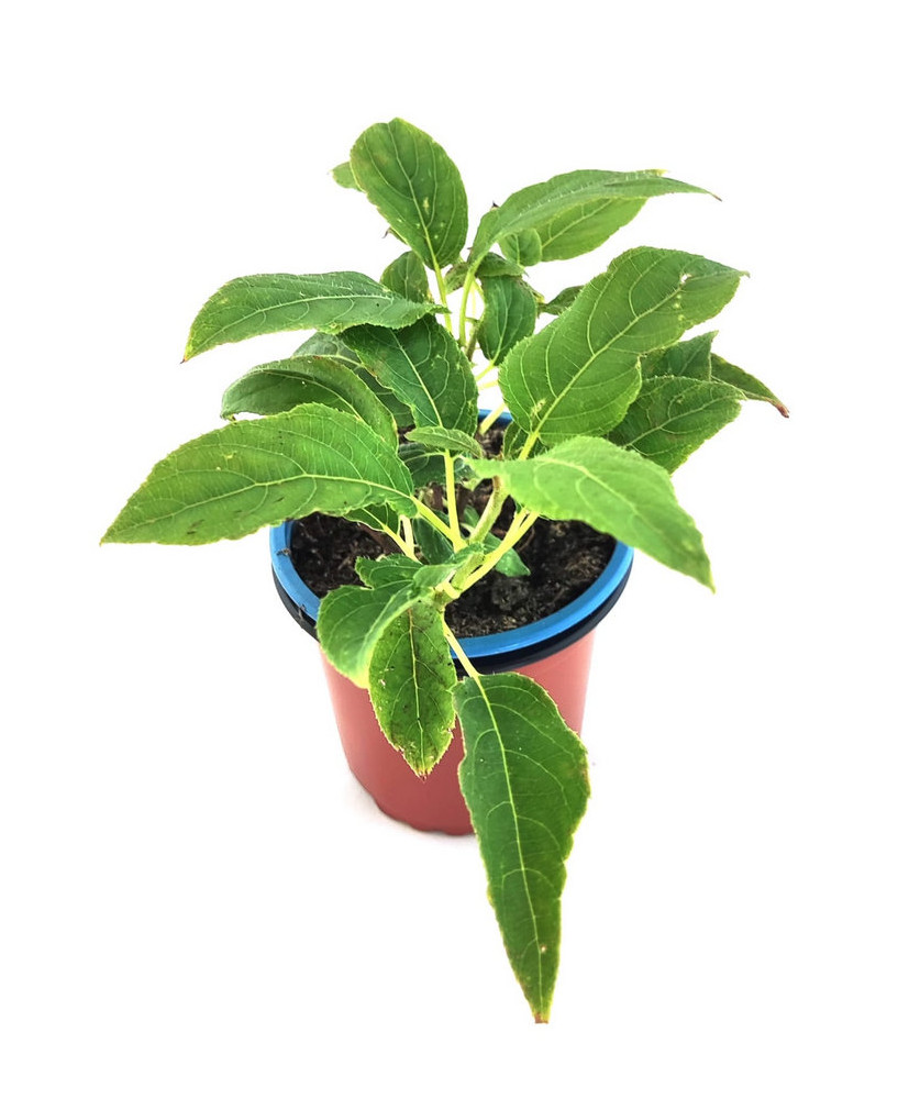 Kiwiño verde "nekita" autofértil