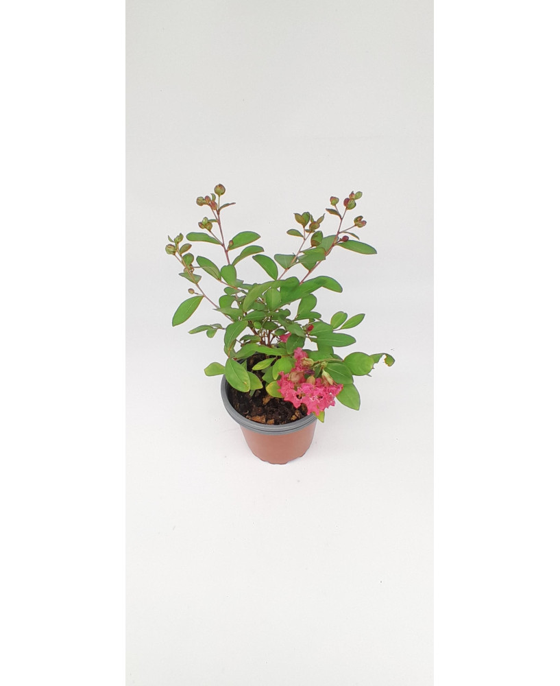 Lagestroemia flor roja