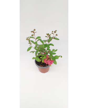 Lagestroemia flor roja