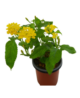 Lantana cámara amarilla